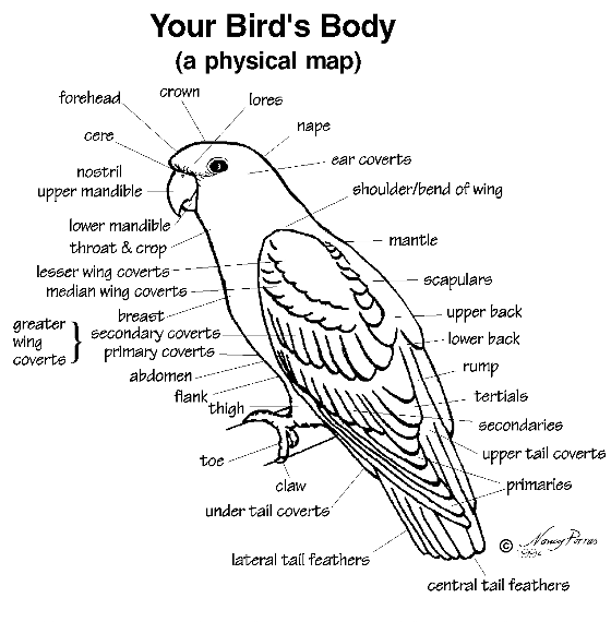 anatomy – South Bay Bird Society