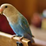 10 ways to determne if your bird needs to see a veterinarian.