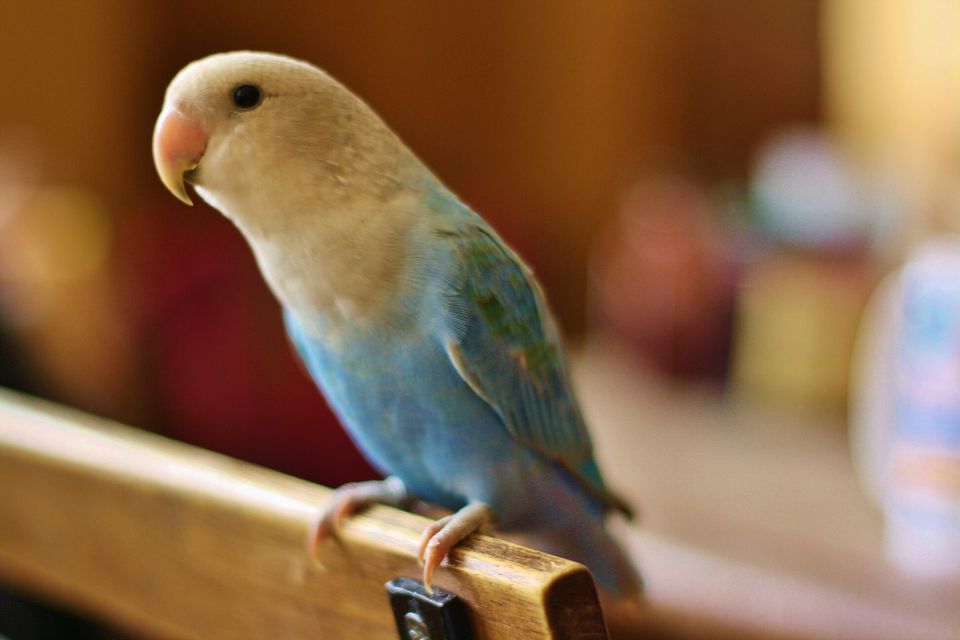 10 ways to determne if your bird needs to see a veterinarian.