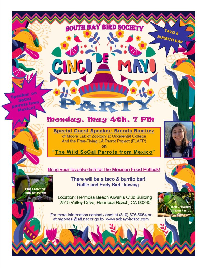 Meeting Flyer May 4 2026: Brenda Ramirez So Cal Wild Parrots